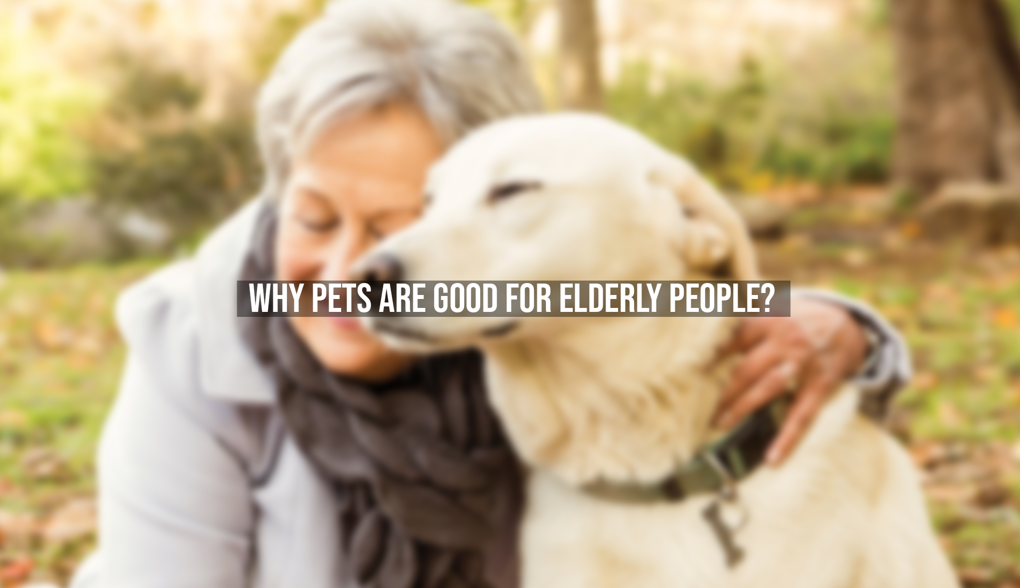 Why Pets Are Good For Elderly People